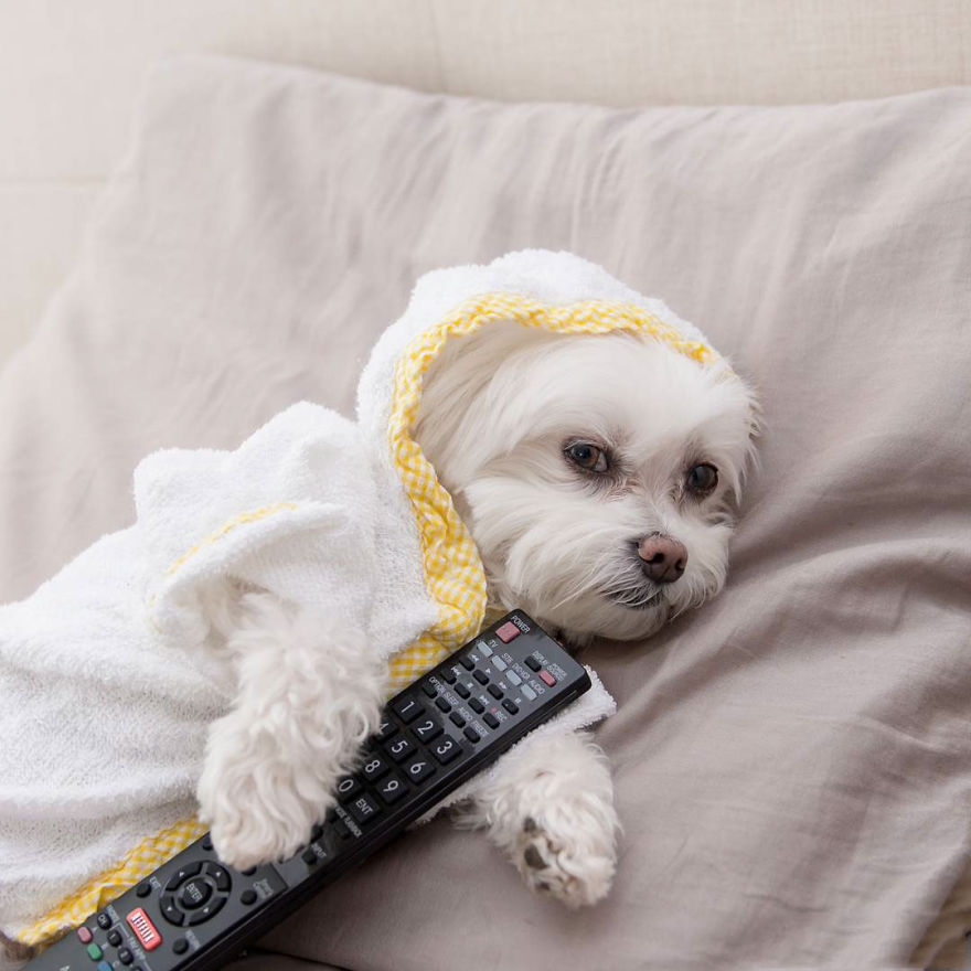 Meet Toby Littledude - Instagram's Most Adorable Hipster Pup!