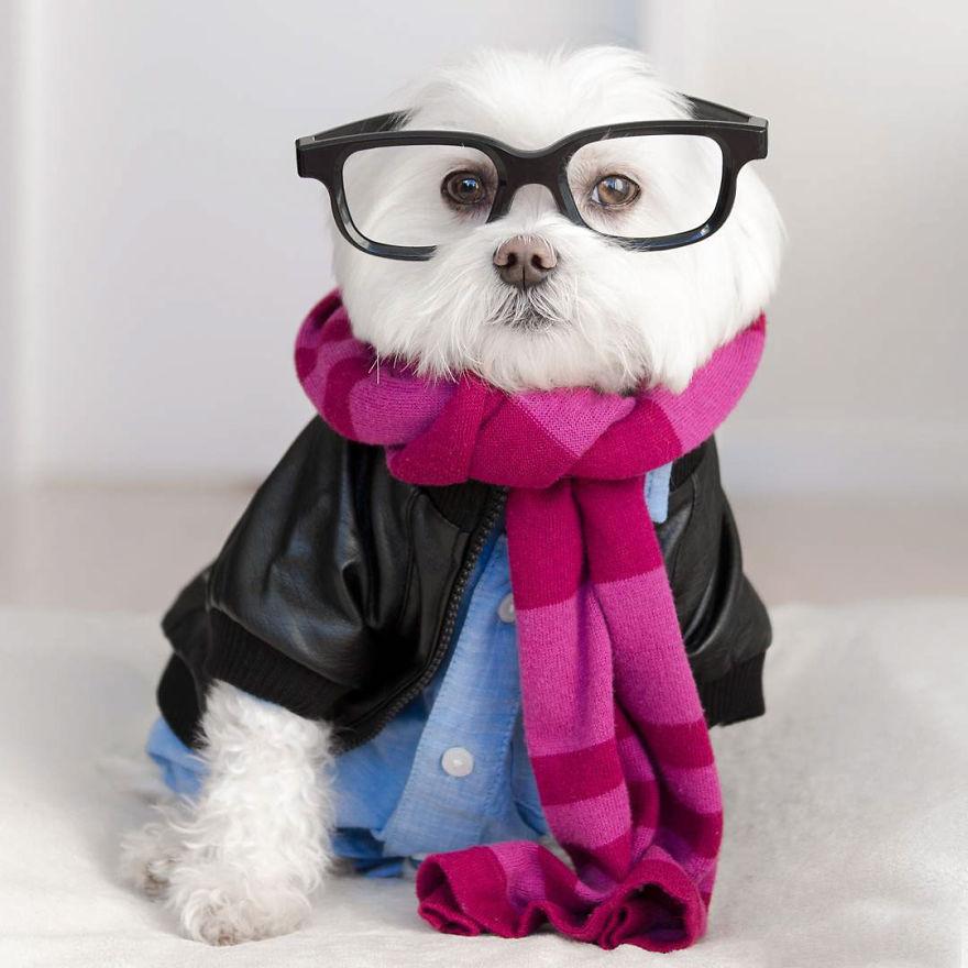 Meet Toby Littledude - Instagram's Most Adorable Hipster Pup!
