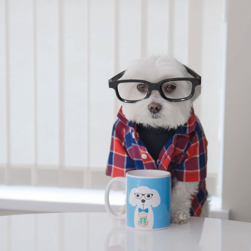 Meet Toby Littledude - Instagram's Most Adorable Hipster Pup!