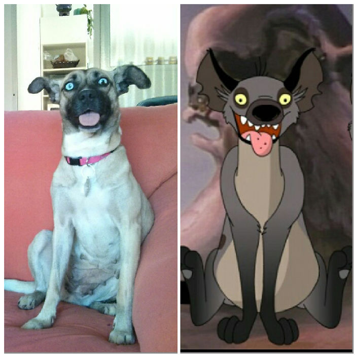 Dog with wide eyes and tongue out sitting on a couch beside a cartoon hyena resembling celebrity doppelganger animals.