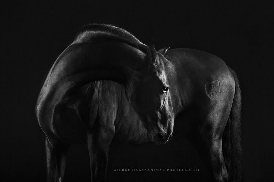 Instead Of Getting A Boring Office Job, I Followed My Dream To Become A Horse Photographer