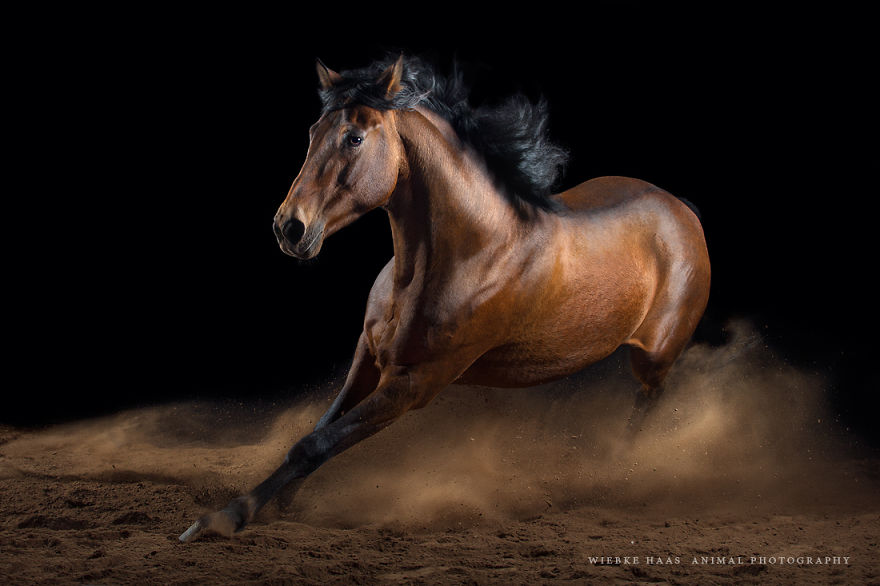 Instead Of Getting A Boring Office Job, I Followed My Dream To Become A Horse Photographer