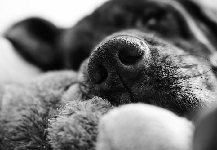 M. Pico Potato-pomme Sleeping With Its Baby