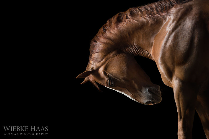 Instead Of Getting A Boring Office Job, I Followed My Dream To Become A Horse Photographer