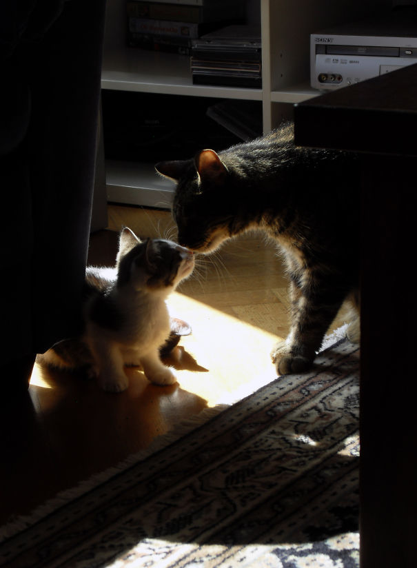 Cats nuzzling each other in soft light, creating a cozy and affectionate scene.