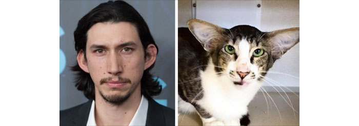 Side-by-side comparison of a man and a cat with similar facial features, showcasing celebrity doppelganger animals.