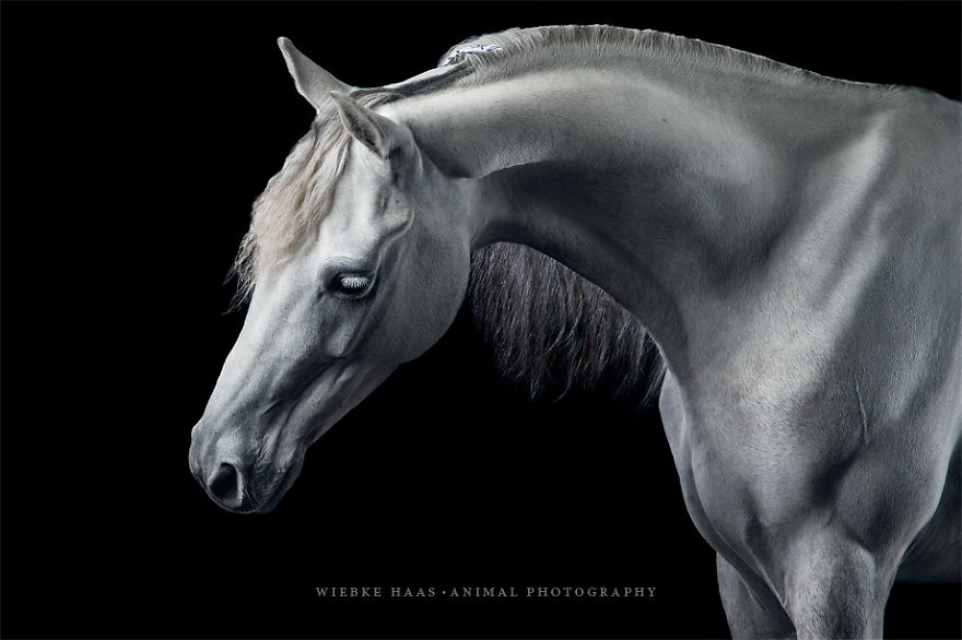 Instead Of Getting A Boring Office Job, I Followed My Dream To Become A Horse Photographer