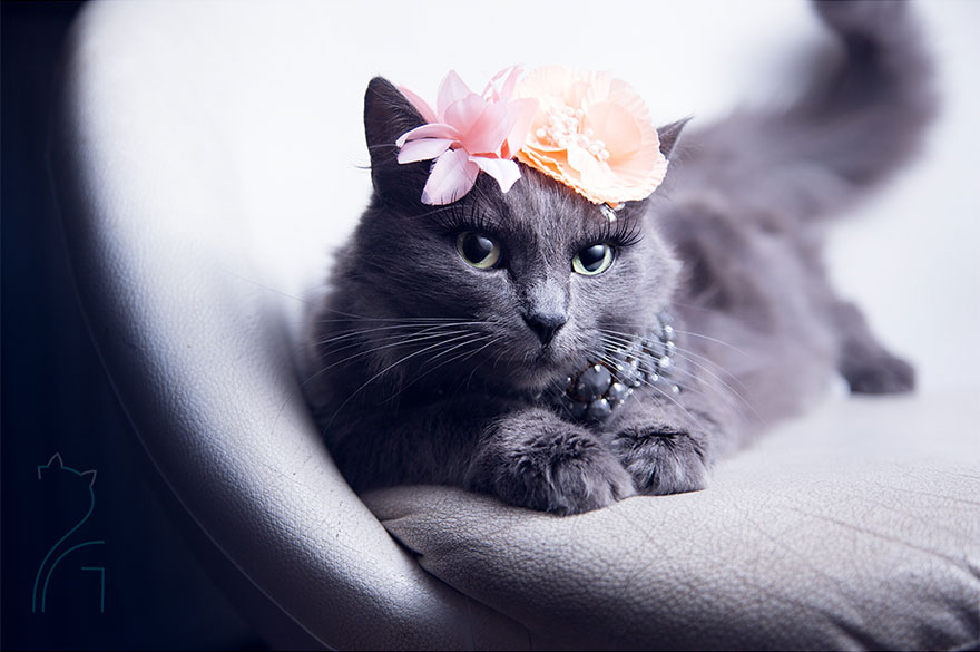 This Kitty Was Found Half Dead But Now She Lives Her Life As A Fabulous Fashionista This Kitty Was Found Half Dead But Now She Lives Her Life As A Fabulous Fashionista