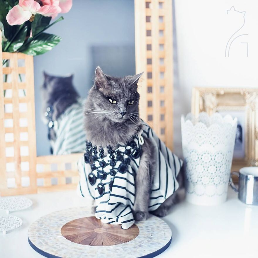 This Kitty Was Found Half Dead But Now She Lives Her Life As A Fabulous Fashionista This Kitty Was Found Half Dead But Now She Lives Her Life As A Fabulous Fashionista
