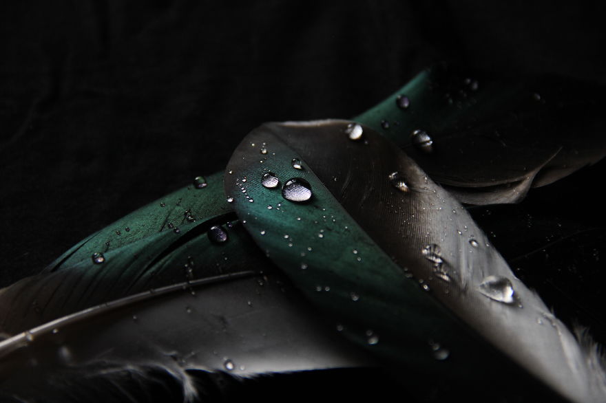 I Take Magical Photos Of Feathers And Water Drops On My Bedroom Floor I Take Magical Photos Of Feathers And Water Drops On My Bedroom Floor