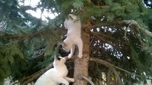 Two cats play in a tree, one perched on a branch and the other climbing up.