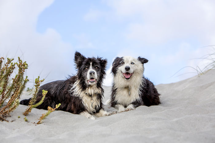 A Dog Who Vanished Without A Trace 7 Years Ago Finally Reappeared, And I Did His Photoshoot