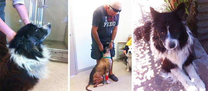 A Dog Who Vanished Without A Trace 7 Years Ago Finally Reappeared, And I Did His Photoshoot