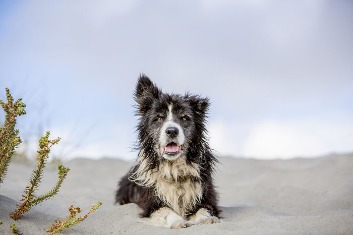 A Dog Who Vanished Without A Trace 7 Years Ago Finally Reappeared, And I Did His Photoshoot