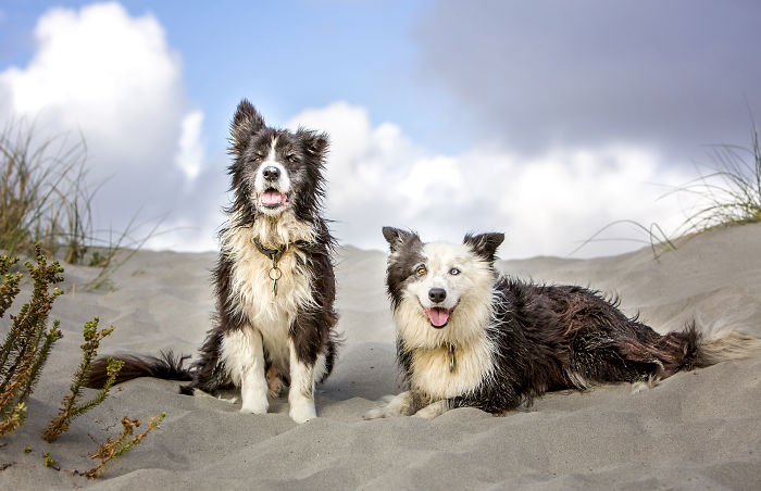 A Dog Who Vanished Without A Trace 7 Years Ago Finally Reappeared, And I Did His Photoshoot