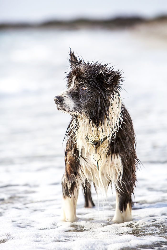 A Dog Who Vanished Without A Trace 7 Years Ago Finally Reappeared, And I Did His Photoshoot