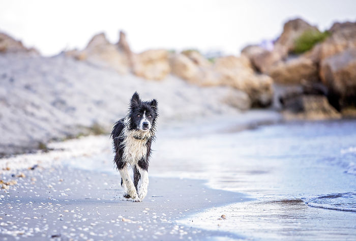 A Dog Who Vanished Without A Trace 7 Years Ago Finally Reappeared, And I Did His Photoshoot A Dog Who Vanished Without A Trace 7 Years Ago Finally Reappeared, And I Did His Photoshoot