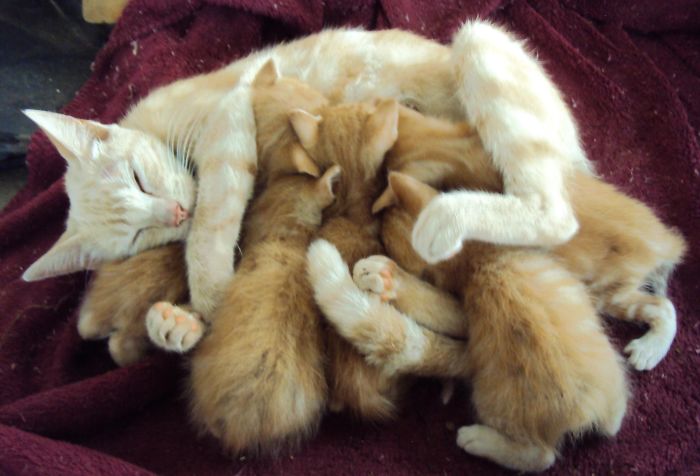 A Tale Of Two Abandoned Kittens Who Now Are Inseparable A Tale Of Two Abandoned Kittens Who Now Are Inseparable