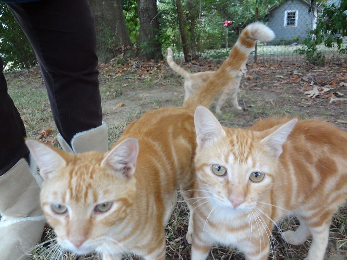A Tale Of Two Abandoned Kittens Who Now Are Inseparable A Tale Of Two Abandoned Kittens Who Now Are Inseparable