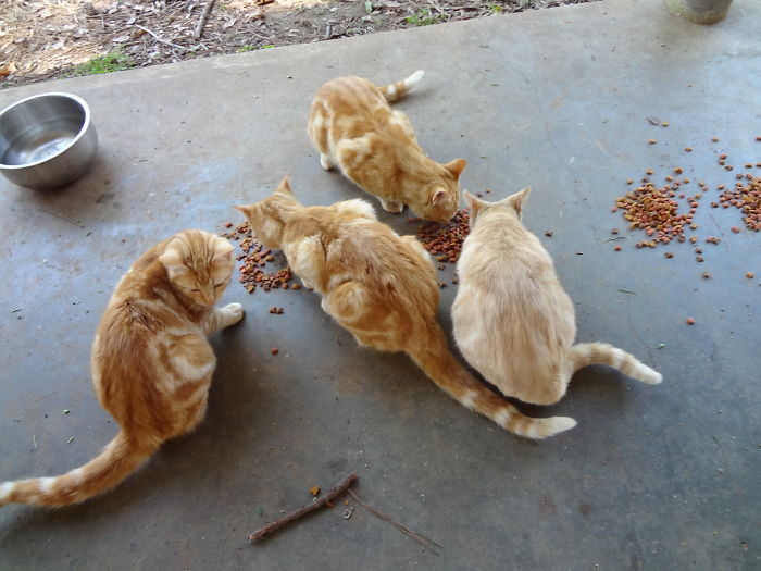 A Tale Of Two Abandoned Kittens Who Now Are Inseparable A Tale Of Two Abandoned Kittens Who Now Are Inseparable