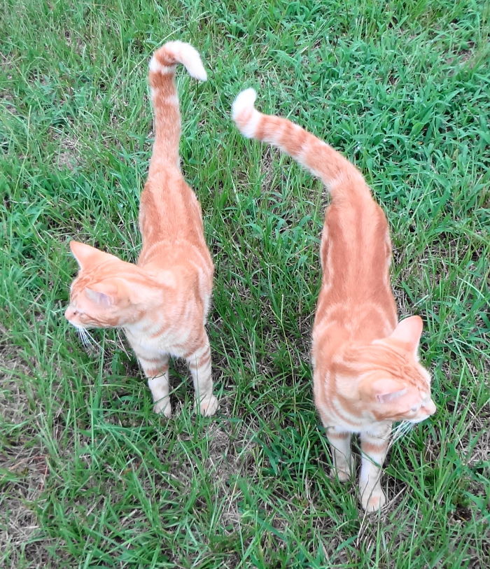 A Tale Of Two Abandoned Kittens Who Now Are Inseparable A Tale Of Two Abandoned Kittens Who Now Are Inseparable
