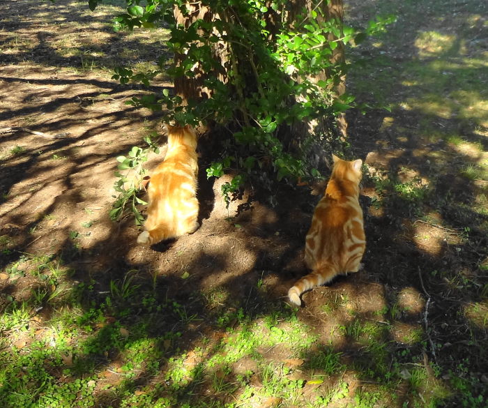 A Tale Of Two Abandoned Kittens Who Now Are Inseparable A Tale Of Two Abandoned Kittens Who Now Are Inseparable
