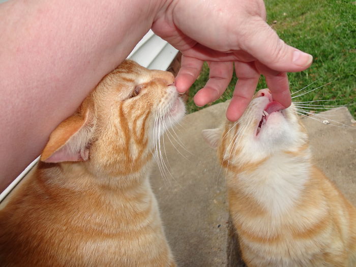 A Tale Of Two Abandoned Kittens Who Now Are Inseparable A Tale Of Two Abandoned Kittens Who Now Are Inseparable