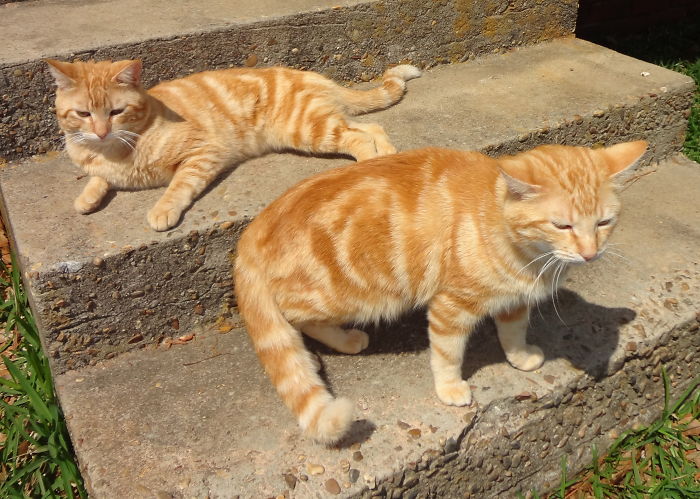 A Tale Of Two Abandoned Kittens Who Now Are Inseparable A Tale Of Two Abandoned Kittens Who Now Are Inseparable