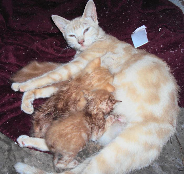 A Tale Of Two Abandoned Kittens Who Now Are Inseparable A Tale Of Two Abandoned Kittens Who Now Are Inseparable