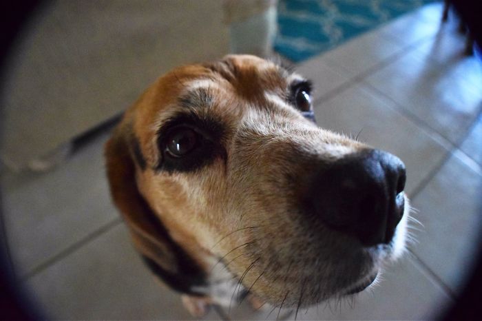 I Nose You Have Food!