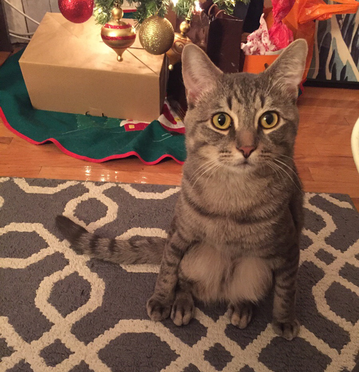 adopted-cat-sits-like-human-wilbur-wolfpackago-14 adopted-cat-sits-like-human-wilbur-wolfpackago-14