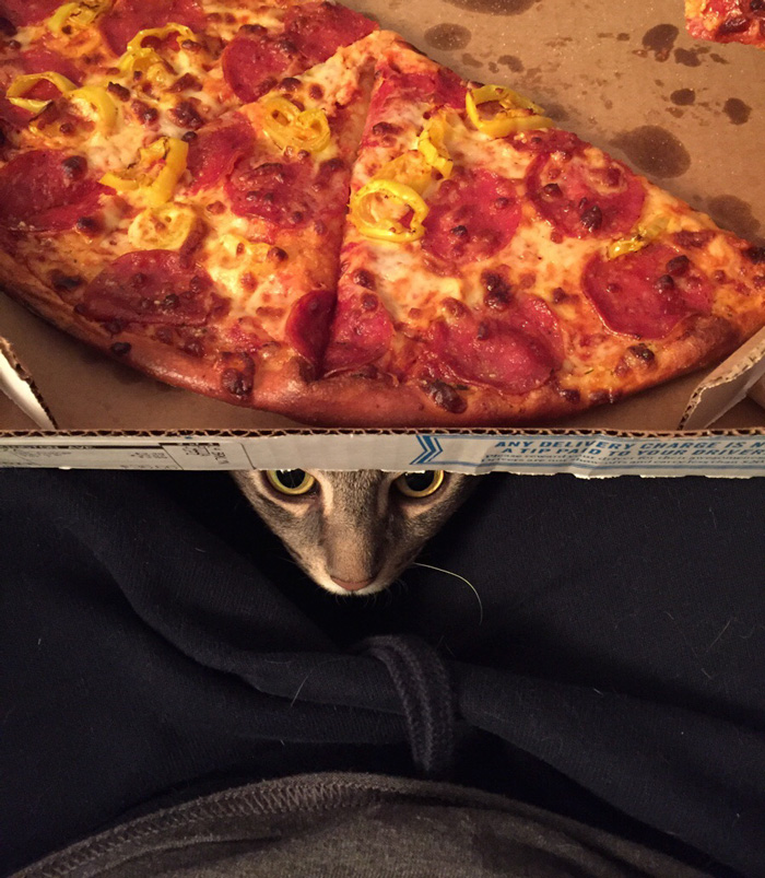 adopted-cat-sits-like-human-wilbur-wolfpackago-15 adopted-cat-sits-like-human-wilbur-wolfpackago-15