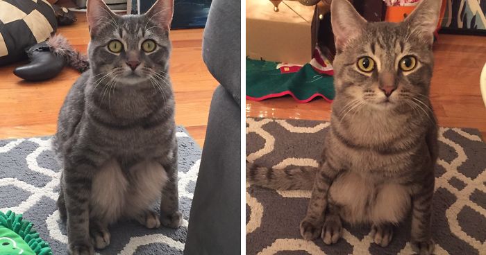 Couple Adopts A Stray Cat And Finds He’s Not Like The Other Cats
