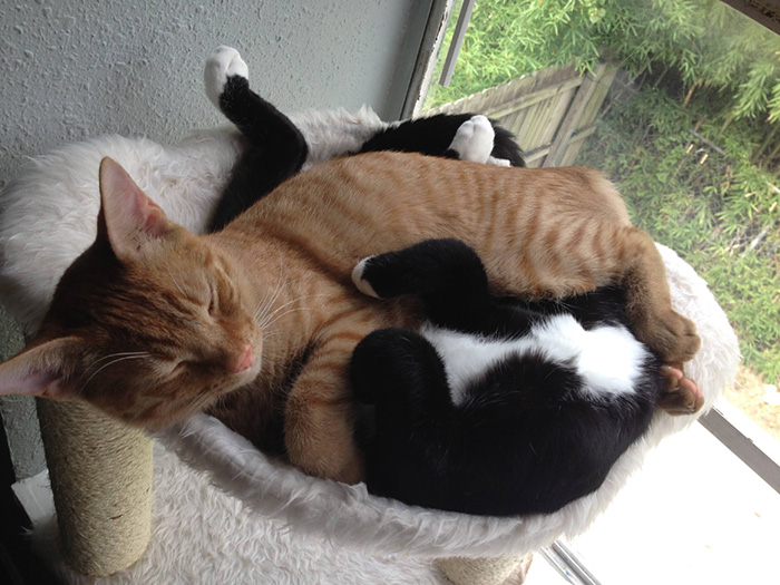 adopted-cats-sleeping-together-hammock-barnaby-stoche-10 adopted-cats-sleeping-together-hammock-barnaby-stoche-10