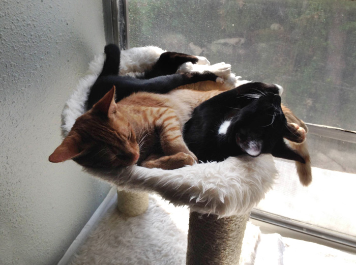 adopted-cats-sleeping-together-hammock-barnaby-stoche-11 adopted-cats-sleeping-together-hammock-barnaby-stoche-11