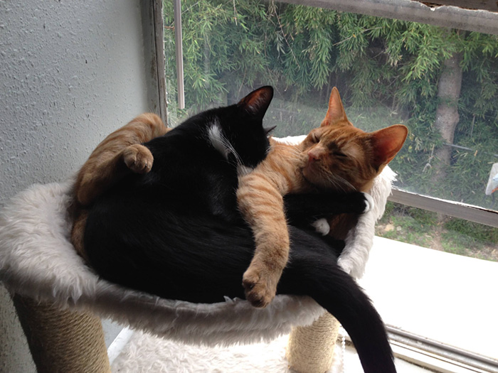 adopted-cats-sleeping-together-hammock-barnaby-stoche-18 adopted-cats-sleeping-together-hammock-barnaby-stoche-18