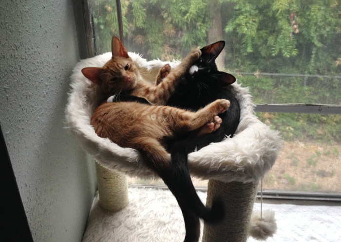 adopted-cats-sleeping-together-hammock-barnaby-stoche-20 adopted-cats-sleeping-together-hammock-barnaby-stoche-20