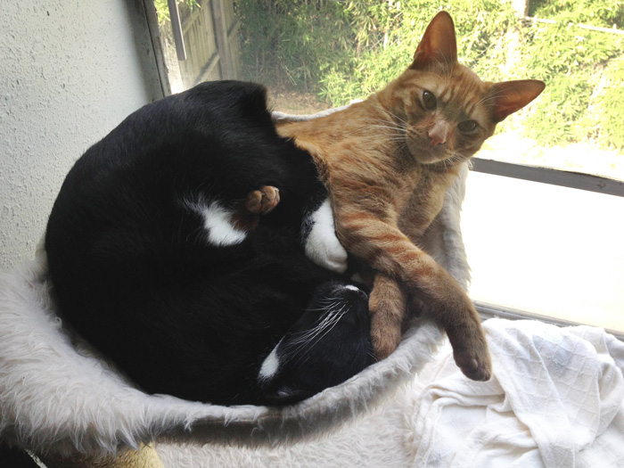 adopted-cats-sleeping-together-hammock-barnaby-stoche-5 adopted-cats-sleeping-together-hammock-barnaby-stoche-5