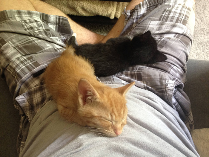 adopted-cats-sleeping-together-hammock-barnaby-stoche-6 adopted-cats-sleeping-together-hammock-barnaby-stoche-6