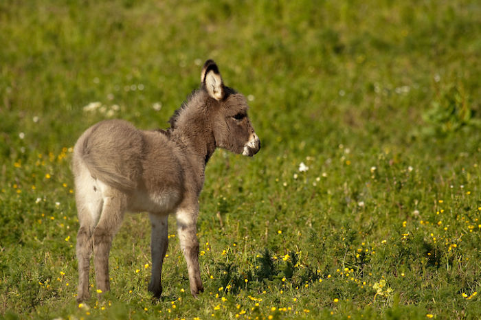 A Delightfully Darling, Dwarf Donkey.