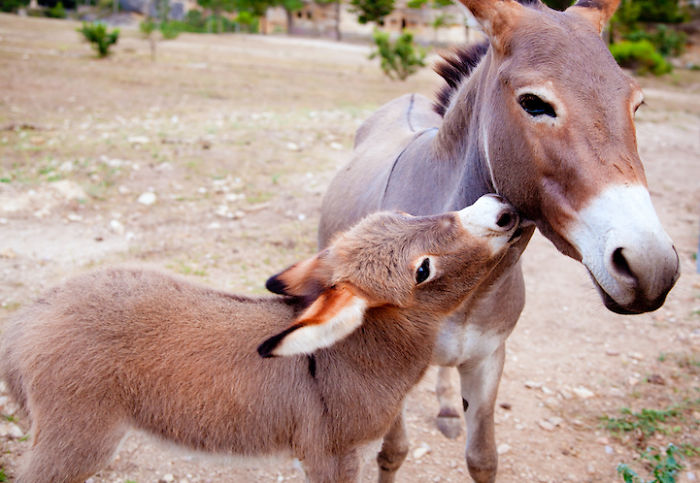 Adorable Photos Of Little Donkeys That Break Their Stubborn Stereotypes