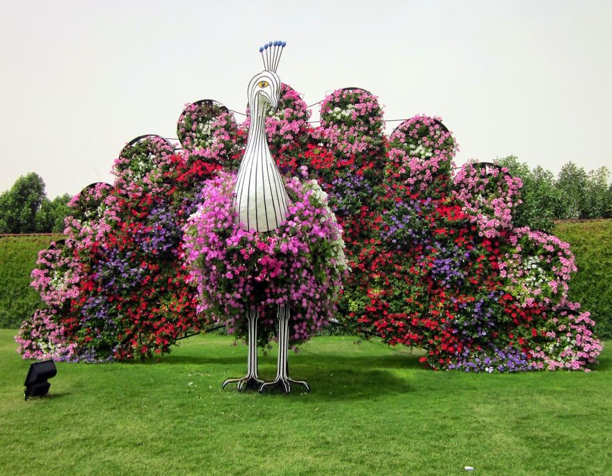 Amazing Pictures Of Dubai Miracle Garden Amazing Pictures Of Dubai Miracle Garden