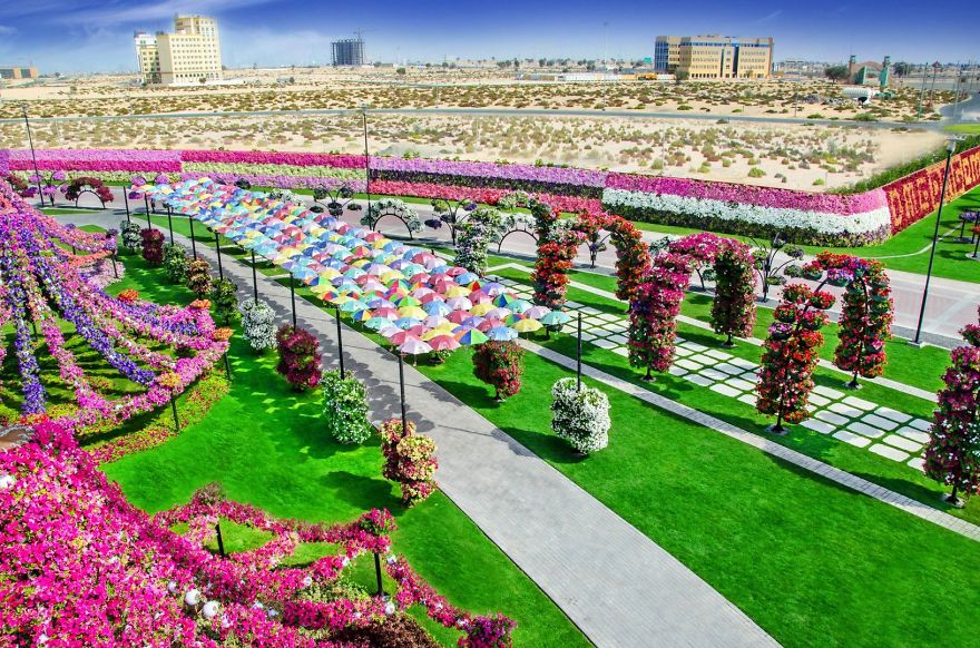 Amazing Pictures Of Dubai Miracle Garden Amazing Pictures Of Dubai Miracle Garden