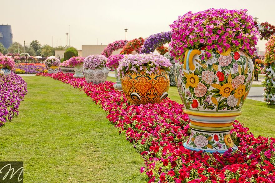 Amazing Pictures Of Dubai Miracle Garden