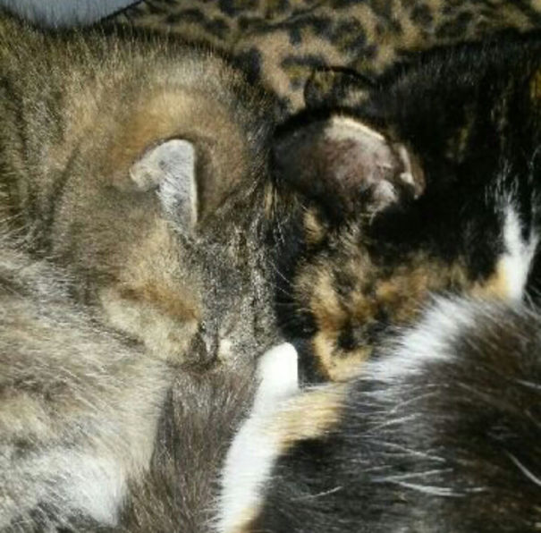 Two cats snuggled together on a leopard print blanket, embodying Valentine's Day coziness.