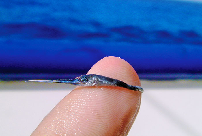 Marine Biologist Shows What A Baby Swordfish Looks Like