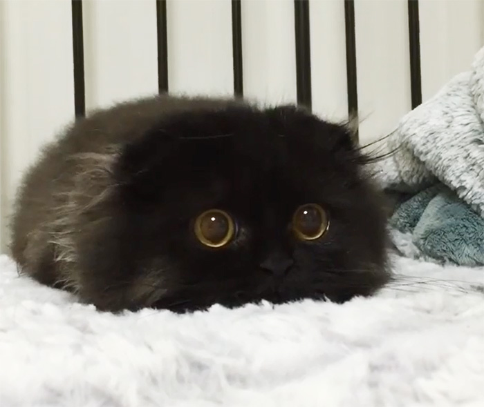 big-cute-eyes-cat-black-scottish-fold-gimo-1room1cat-48 big-cute-eyes-cat-black-scottish-fold-gimo-1room1cat-48