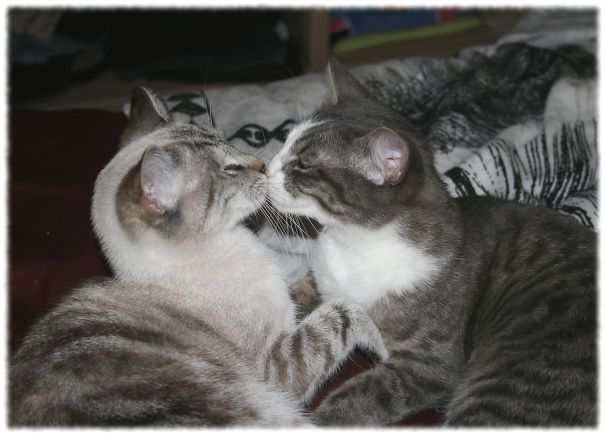 Two cats cuddling on a bed, showing affection and readiness for Valentine's Day.