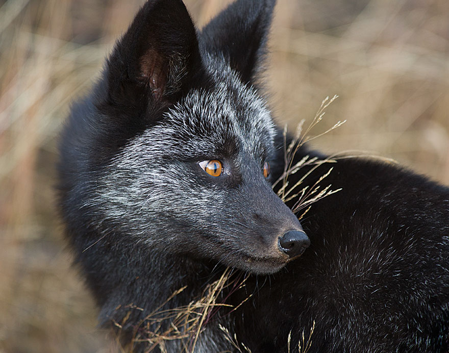 Black Silver Fox.