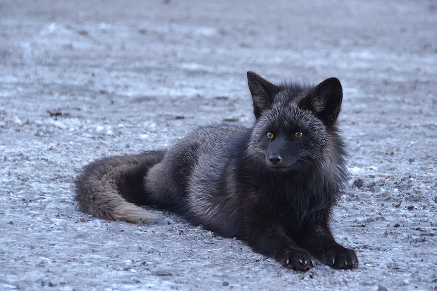Black Silver Fox